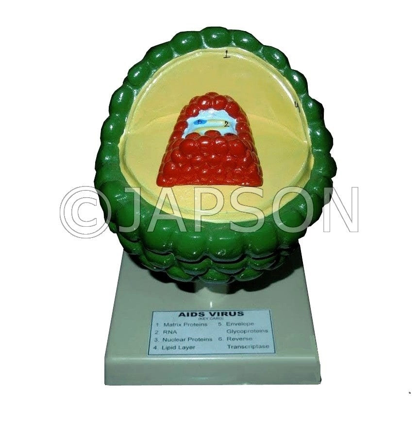 HIV AIDS Model HIV AIDS Model